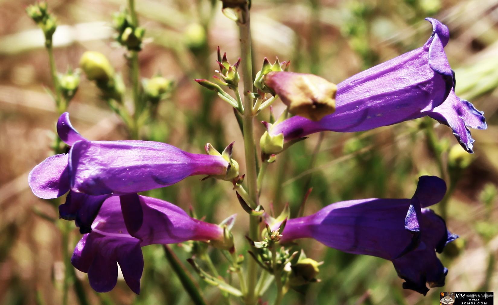 Whitney Canyon Hike violet flowers